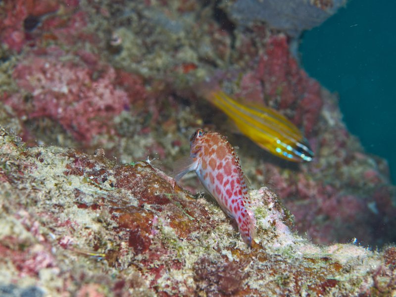 Fusilier, House Reef